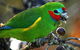 Birdworld Kuranda - thumb 3