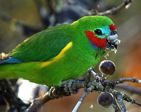 Birdworld Kuranda - Accommodation Coffs Harbour 3