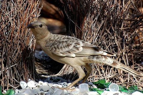 Birdworld Kuranda - Accommodation Coffs Harbour 4