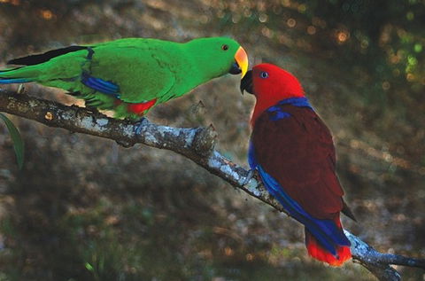 Birdworld Kuranda - Accommodation Coffs Harbour 5