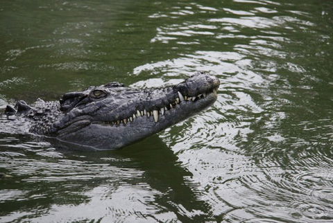 Daintree River Cruise Centre - Accommodation Coffs Harbour 1