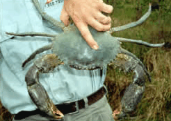 Whitsunday Crocodile Safari - Accommodation Coffs Harbour