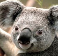 Wildlife Habitat - Accommodation Coffs Harbour