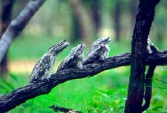 Undara Experience - Accommodation Coffs Harbour 0