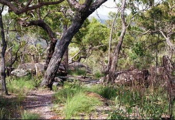 Cooktown Aboriginal Art Tours - Accommodation Coffs Harbour 2