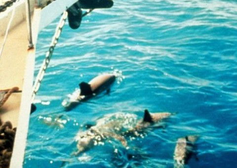 A Whitsunday Luxury Sailing Holiday - Accommodation Coffs Harbour 5