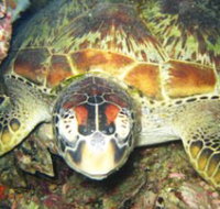 Adrenalin Snorkel and Dive - Accommodation Coffs Harbour