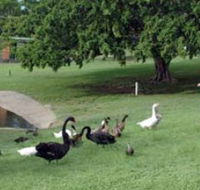 Anzac Park and Ululah Lagoon - Accommodation Coffs Harbour
