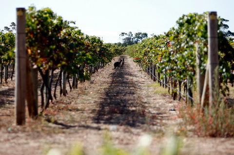 Evans & Tate - Accommodation Coffs Harbour 2