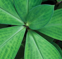 Dracula's Cabaret - Accommodation Coffs Harbour