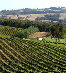 Brookhampton Estate Vineyard - Accommodation Coffs Harbour 1