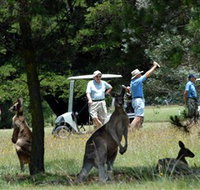 Glen Innes Golf Club - Accommodation Coffs Harbour