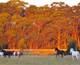 Horse Riding At Oaks Ranch And Country Club - Accommodation Coffs Harbour 1
