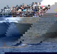 MoonshadowTQC Cruises - Accommodation Coffs Harbour