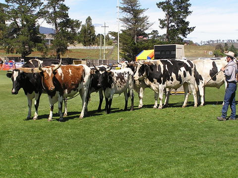 Brighton Show - Accommodation Coffs Harbour 0