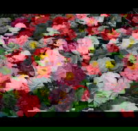 Camellia's Australia National Camellia Show - Accommodation Coffs Harbour