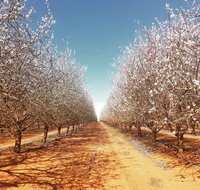 Mallee Almond Blossom Festival - Accommodation Coffs Harbour