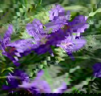 Our Campbelltown - Accommodation Coffs Harbour