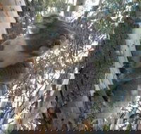 Annual Koala Count - Accommodation Coffs Harbour