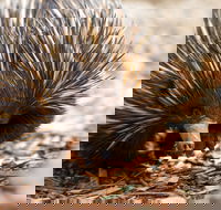 Aussie Wildlife Course - July/August/September - Accommodation Coffs Harbour