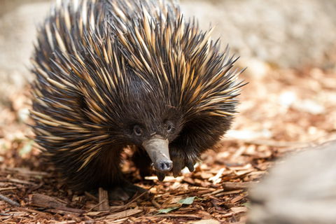 Aussie Wildlife Course - October Condensed Weekend Course - Accommodation Coffs Harbour 0