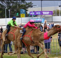 Camel Races at Gosford Showgrounds - Accommodation Coffs Harbour