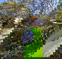 Conservation Volunteers Australia Townsville - Beach Scrub Conservation - Accommodation Coffs Harbour