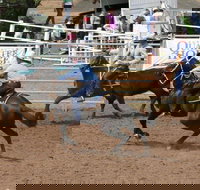 Dalgety Team Penning - Accommodation Coffs Harbour