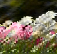 Floriade Reimagined - Accommodation Coffs Harbour