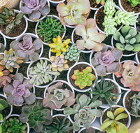Indoor Plant Pop Up Event - Accommodation Coffs Harbour