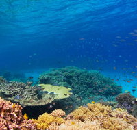 Recovery of the Great Barrier Reef - Accommodation Coffs Harbour