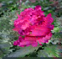 Rhododendrons at Brangayne - Accommodation Coffs Harbour