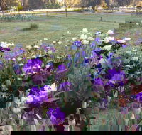 Riverina Iris Farm Open Garden and Iris Display - Accommodation Coffs Harbour