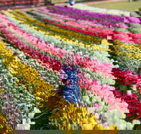 Tesselaar Tulip Festival - Accommodation Coffs Harbour