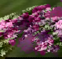 69th Annual Goulburn Lilac City Festival - Accommodation Coffs Harbour