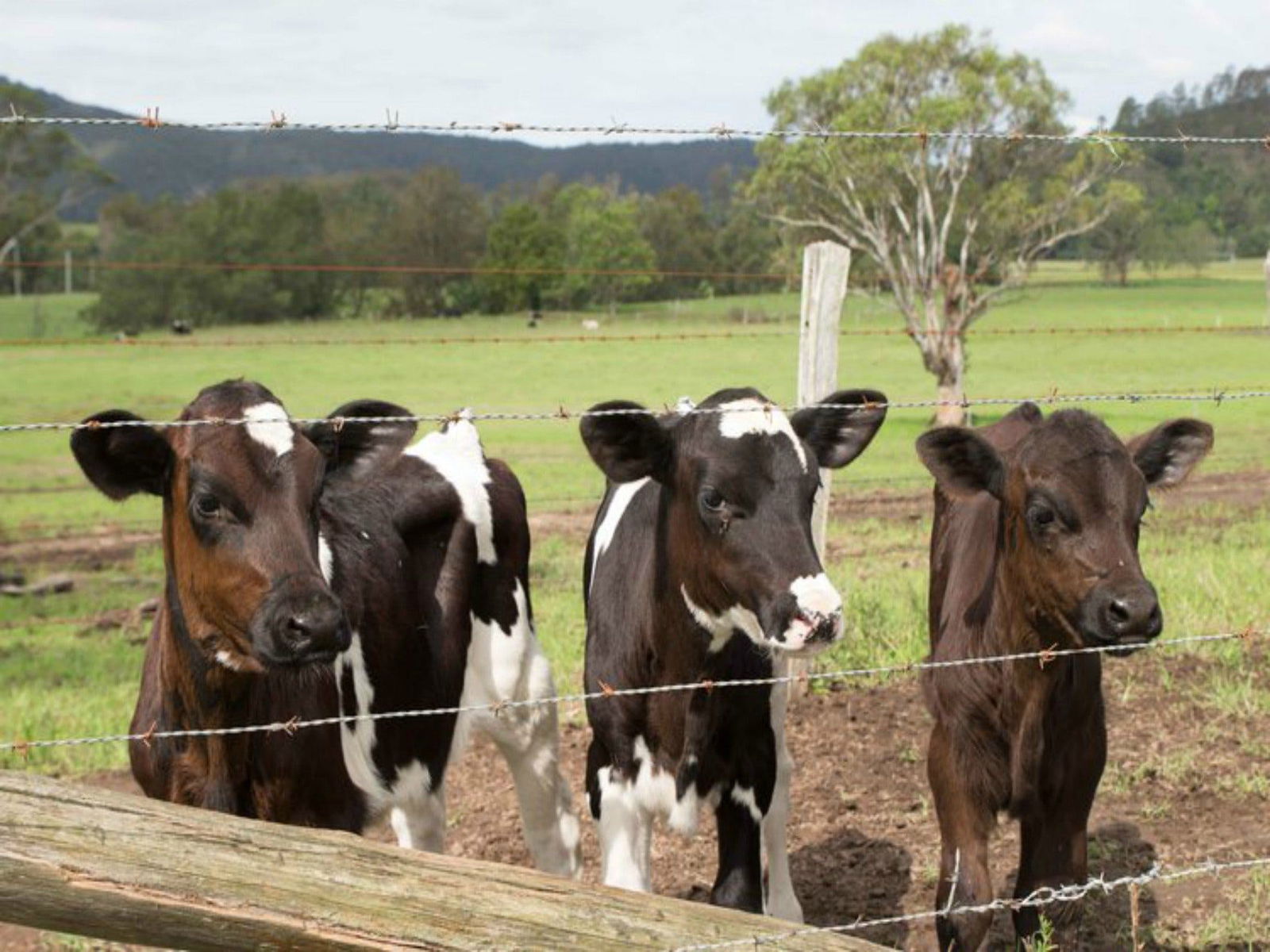 Bandon Grove NSW Accommodation Coffs Harbour