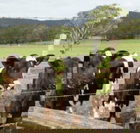 Bandon Grove Farm Tours - Accommodation Coffs Harbour