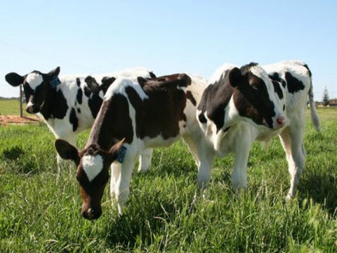 Bandon Grove Farm Tours - Accommodation Coffs Harbour 2