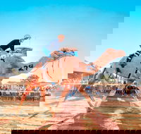 Boulia Camel Races - Accommodation Coffs Harbour
