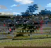 Dungog Team Penning - Accommodation Coffs Harbour