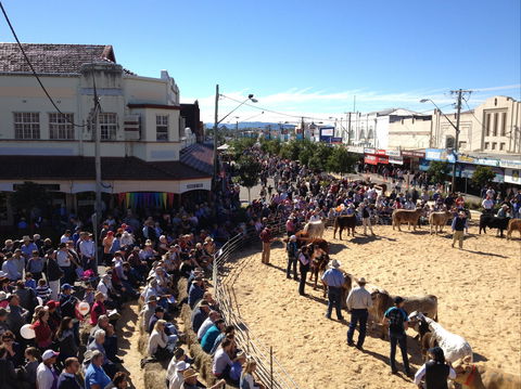 NCMC Casino Beef Week - Accommodation Coffs Harbour 0