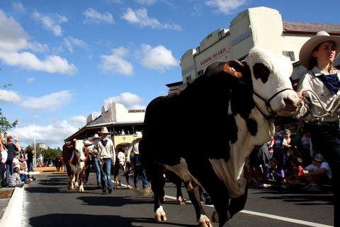 NCMC Casino Beef Week - Accommodation Coffs Harbour 1