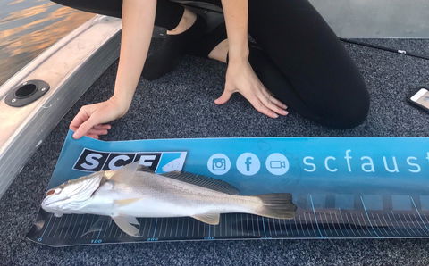 SCF Research And Sustainability Competition - Accommodation Coffs Harbour 1