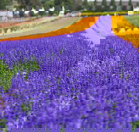 Tesselaar KaBloom Festival of Flowers - Accommodation Coffs Harbour