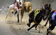 Twilight Greyhound Racing - thumb 0