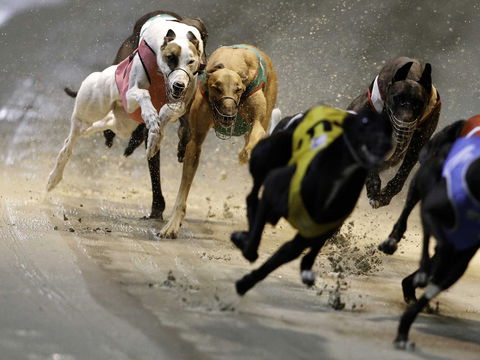 Twilight Greyhound Racing - Accommodation Coffs Harbour 0