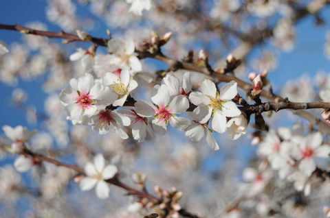 Willunga Almond Blossom Festival - Accommodation Coffs Harbour 1
