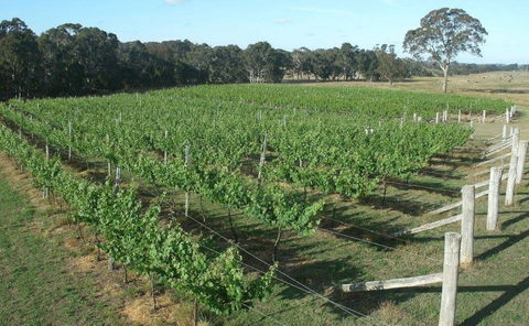 Yarralaw Springs Wines  - Cellar Door Wine Tasting - Accommodation Coffs Harbour 1