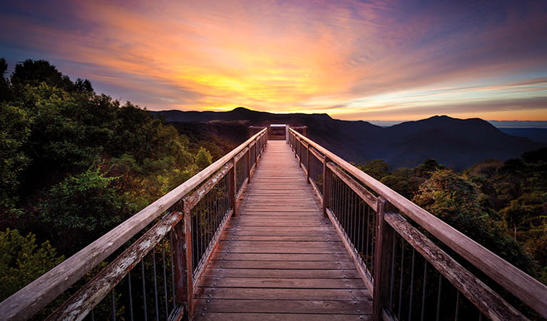 Dorrigo National Park and Skywalk