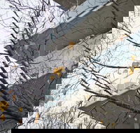 The Sebel Launceston - Accommodation Coffs Harbour